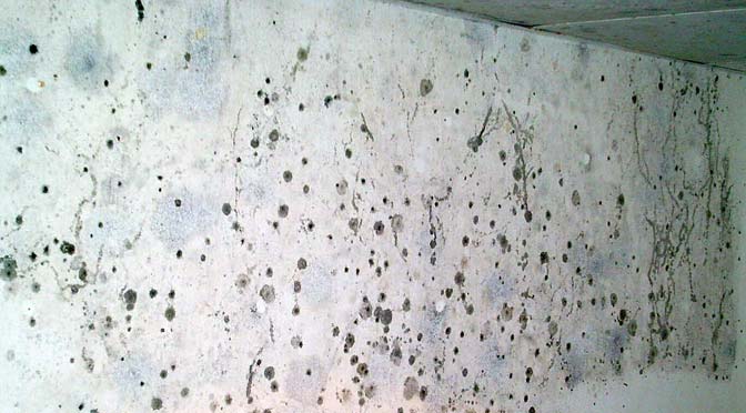 schimmel verwijderen betonnen muur
